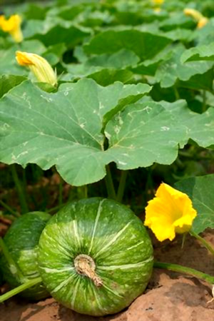 squash